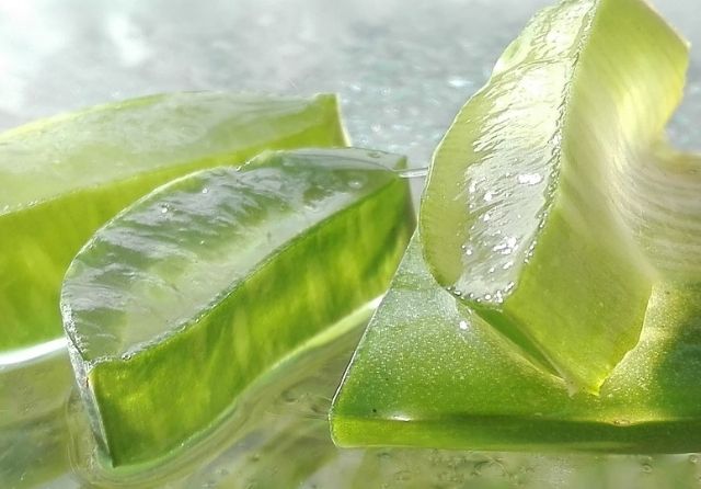 Aloe vera canarias